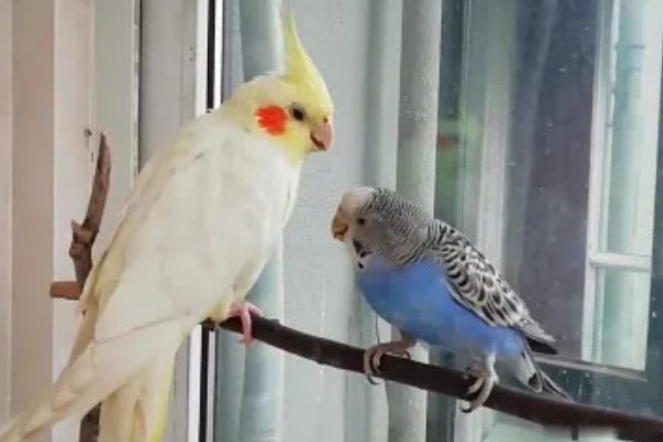 虎皮鹦鹉浑身发抖的原因，主要是感冒、受冻所致