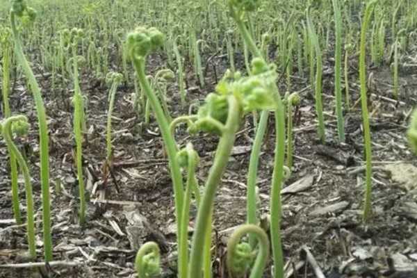 蕨菜生长在哪里，常见于山地的阳面坡或森林边缘