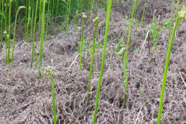 蕨菜生长在哪里，常见于山地的阳面坡或森林边缘
