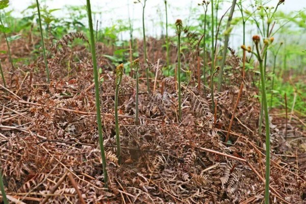 蕨菜生长在哪里，常见于山地的阳面坡或森林边缘