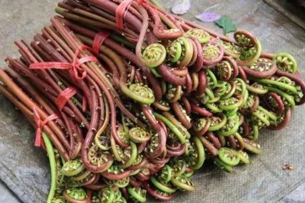 蕨菜生长在哪里，常见于山地的阳面坡或森林边缘