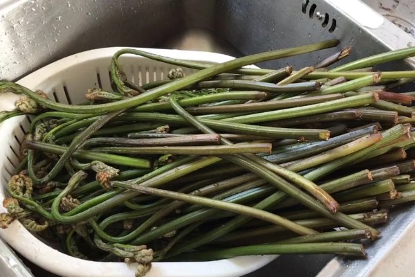 蕨菜生长在哪里，常见于山地的阳面坡或森林边缘