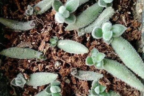 绒针叶插要注意什么,在春秋季节扦插可提高成活率