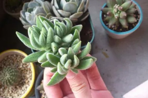 绒针叶插要注意什么,在春秋季节扦插可提高成活率