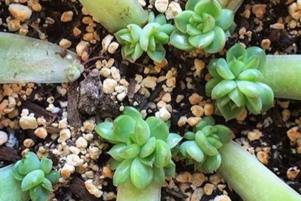 绒针叶插要注意什么,在春秋季节扦插可提高成活率