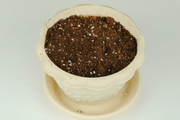 绒针叶插要注意什么,在春秋季节扦插可提高成活率