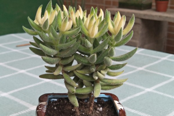 绒针叶插要注意什么,在春秋季节扦插可提高成活率