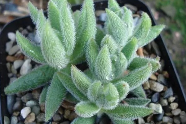 绒针叶插要注意什么,在春秋季节扦插可提高成活率