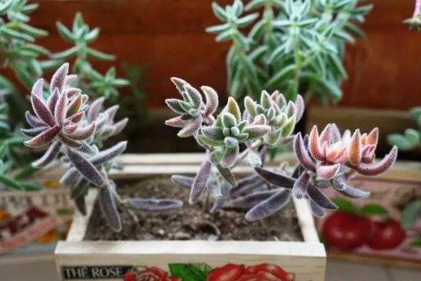 绒针叶插要注意什么,在春秋季节扦插可提高成活率