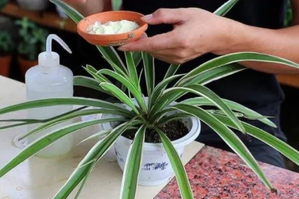 吊兰烂根的原因，可能是水分和肥料施加不当所致