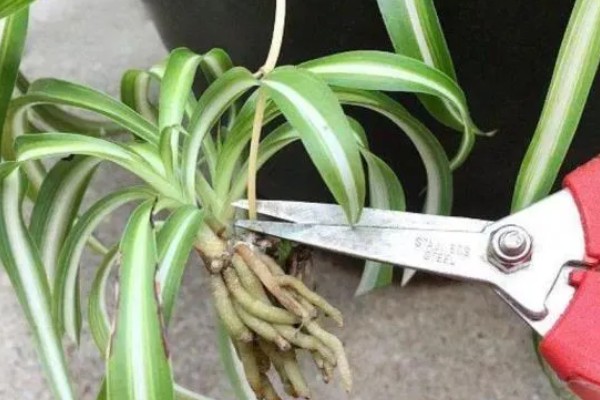 吊兰烂根的原因，可能是水分和肥料施加不当所致