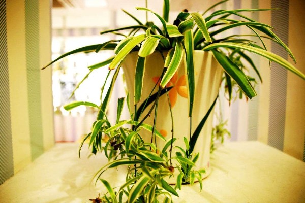 吊兰烂根的原因，可能是水分和肥料施加不当所致