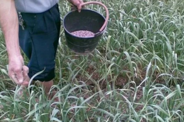 蒜苗籽如何种植，后期要为蒜苗提供全天的日照