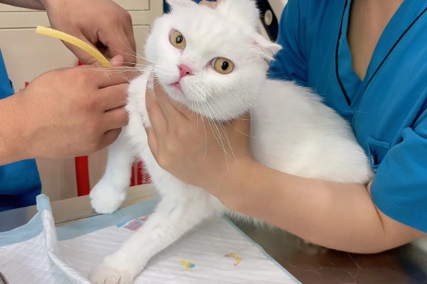 猫咪有什么常规体检项目，包括血常规、粪便检查、三项传染病筛查