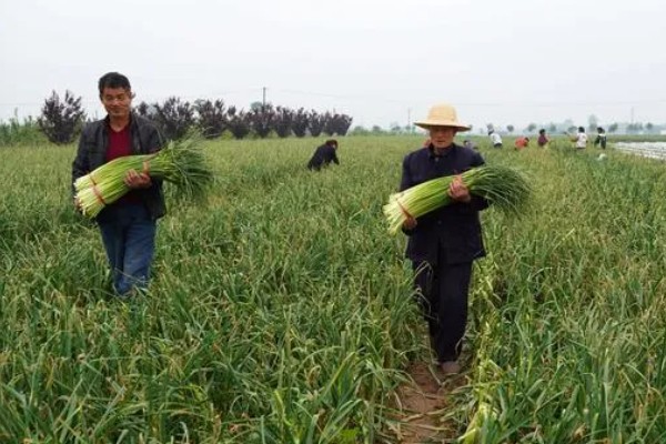 蒜苗籽如何种植，后期要为蒜苗提供全天的日照