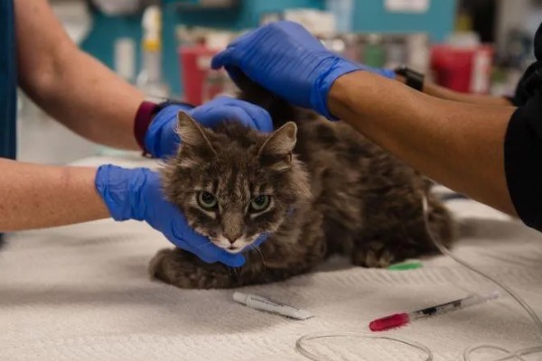 猫咪有什么常规体检项目，包括血常规、粪便检查、三项传染病筛查