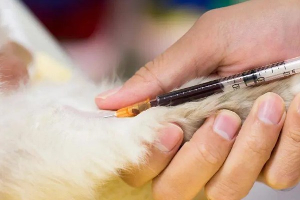 猫咪有什么常规体检项目，包括血常规、粪便检查、三项传染病筛查