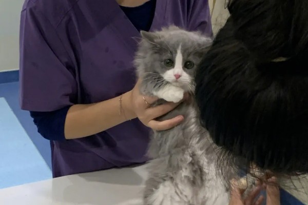 猫咪有什么常规体检项目，包括血常规、粪便检查、三项传染病筛查