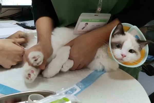 猫咪有什么常规体检项目，包括血常规、粪便检查、三项传染病筛查