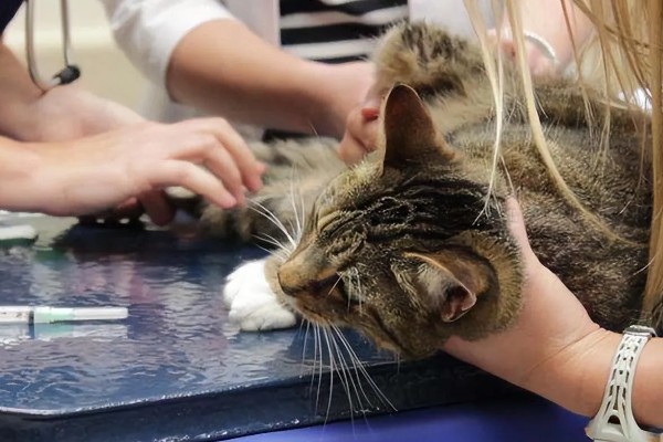 猫咪有什么常规体检项目，包括血常规、粪便检查、三项传染病筛查