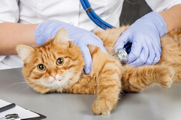 猫咪有什么常规体检项目，包括血常规、粪便检查、三项传染病筛查