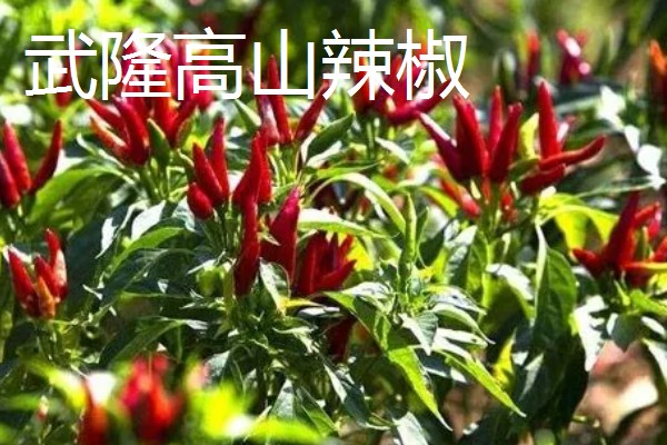 重庆市武隆的特产，常见的有白马蜂蜜、武隆高山白菜等