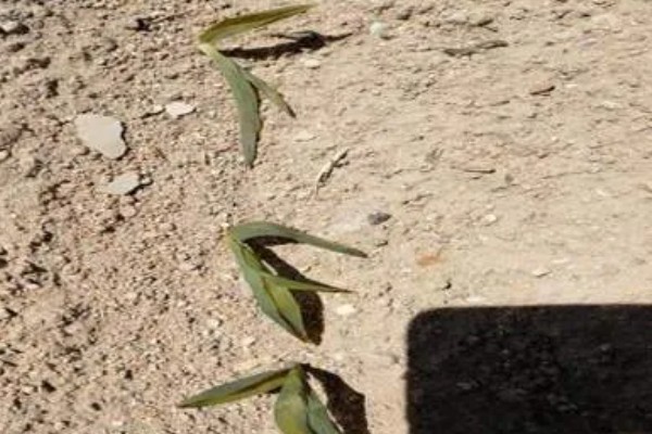 玉米苗断了能不能重新长出来，视折断部位而定