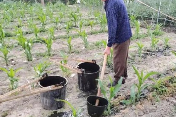 玉米苗断了能不能重新长出来，视折断部位而定