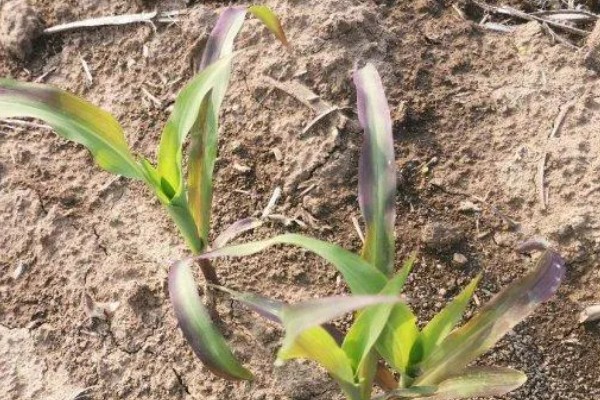 玉米苗断了能不能重新长出来，视折断部位而定