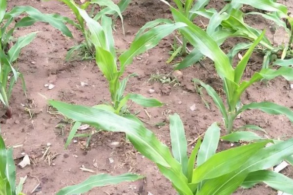 玉米苗断了能不能重新长出来，视折断部位而定