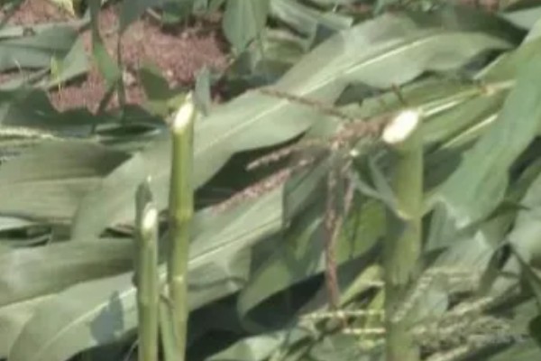 玉米苗断了能不能重新长出来，视折断部位而定