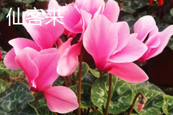 春季会开哪些花,有仙客来、风信子等