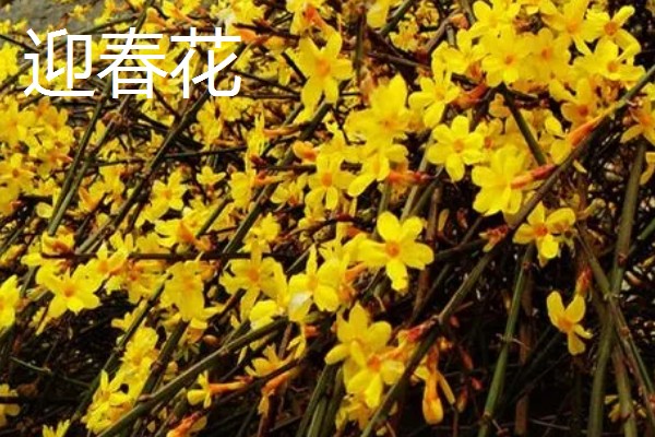 春季会开哪些花,有仙客来、风信子等