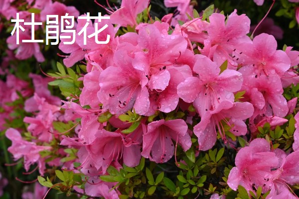 春季会开哪些花,有仙客来、风信子等