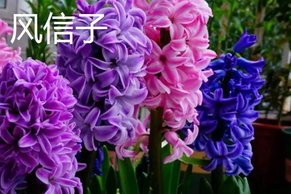 春季会开哪些花,有仙客来、风信子等