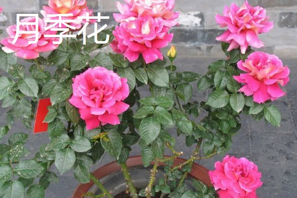 春季会开哪些花,有仙客来、风信子等