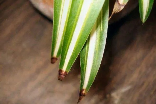 春季会开哪些花,有仙客来、风信子等