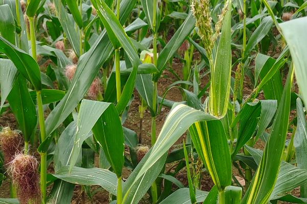 玉米一亩地可以种多少棵,可以种植玉米4000棵左右