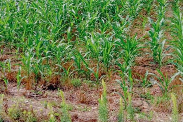 玉米一亩地可以种多少棵,可以种植玉米4000棵左右