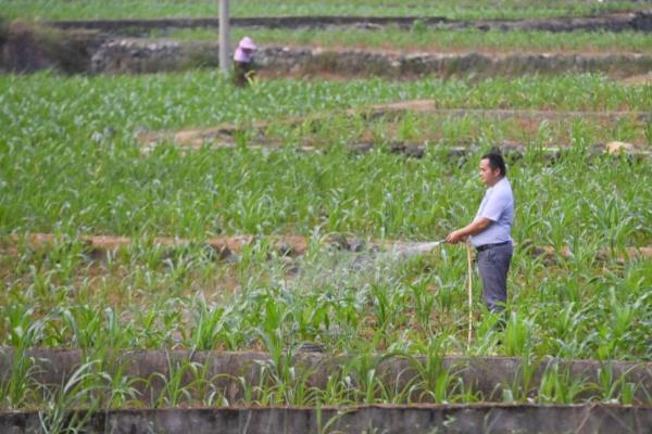 玉米一亩地可以种多少棵,可以种植玉米4000棵左右