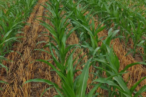 玉米一亩地可以种多少棵,可以种植玉米4000棵左右