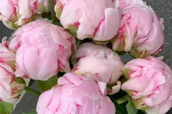 萨拉芍药的花语,寓意甜蜜爱恋、雍容华贵等