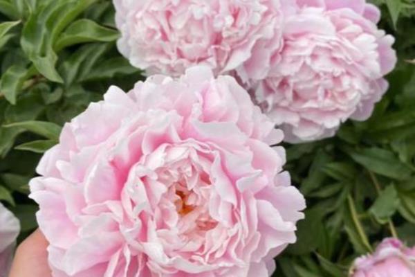 萨拉芍药的花语,寓意甜蜜爱恋、雍容华贵等