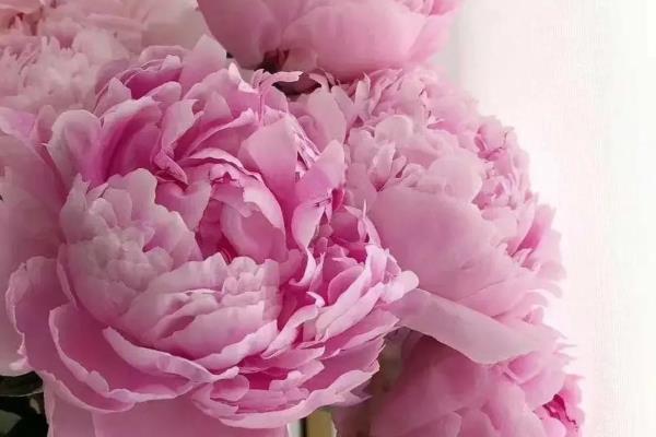 萨拉芍药的花语,寓意甜蜜爱恋、雍容华贵等