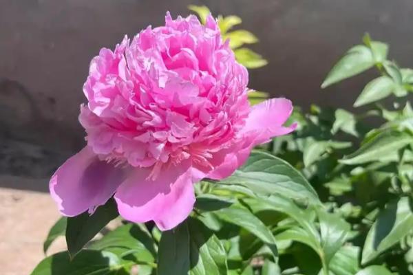 萨拉芍药的花语,寓意甜蜜爱恋、雍容华贵等