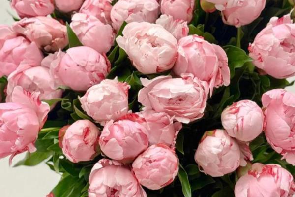 萨拉芍药的花语,寓意甜蜜爱恋、雍容华贵等