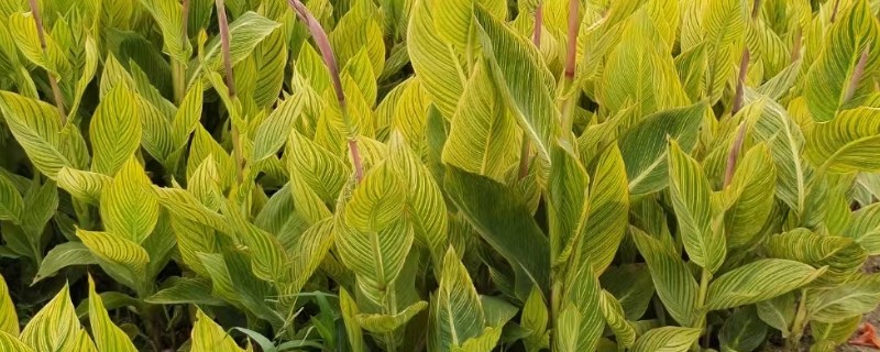 花叶美人蕉的养殖方法，每天至少接受5小时的直射光