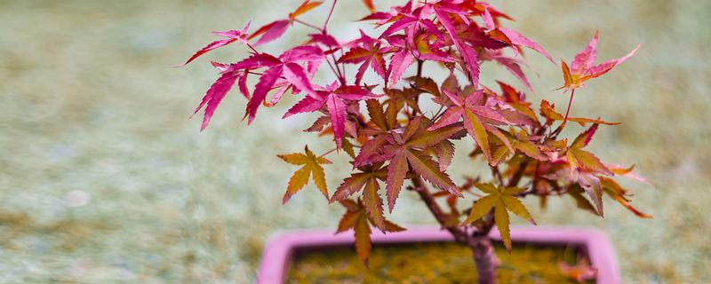 红枫怎么养殖，平时每隔4-5天浇一次水