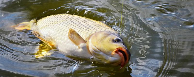 5加4的线组可以钓多大的鱼，可以钓体重30斤左右的鱼