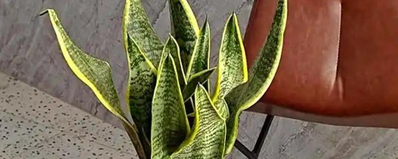 虎皮兰花香对身体有害吗，不会对人体产生伤害